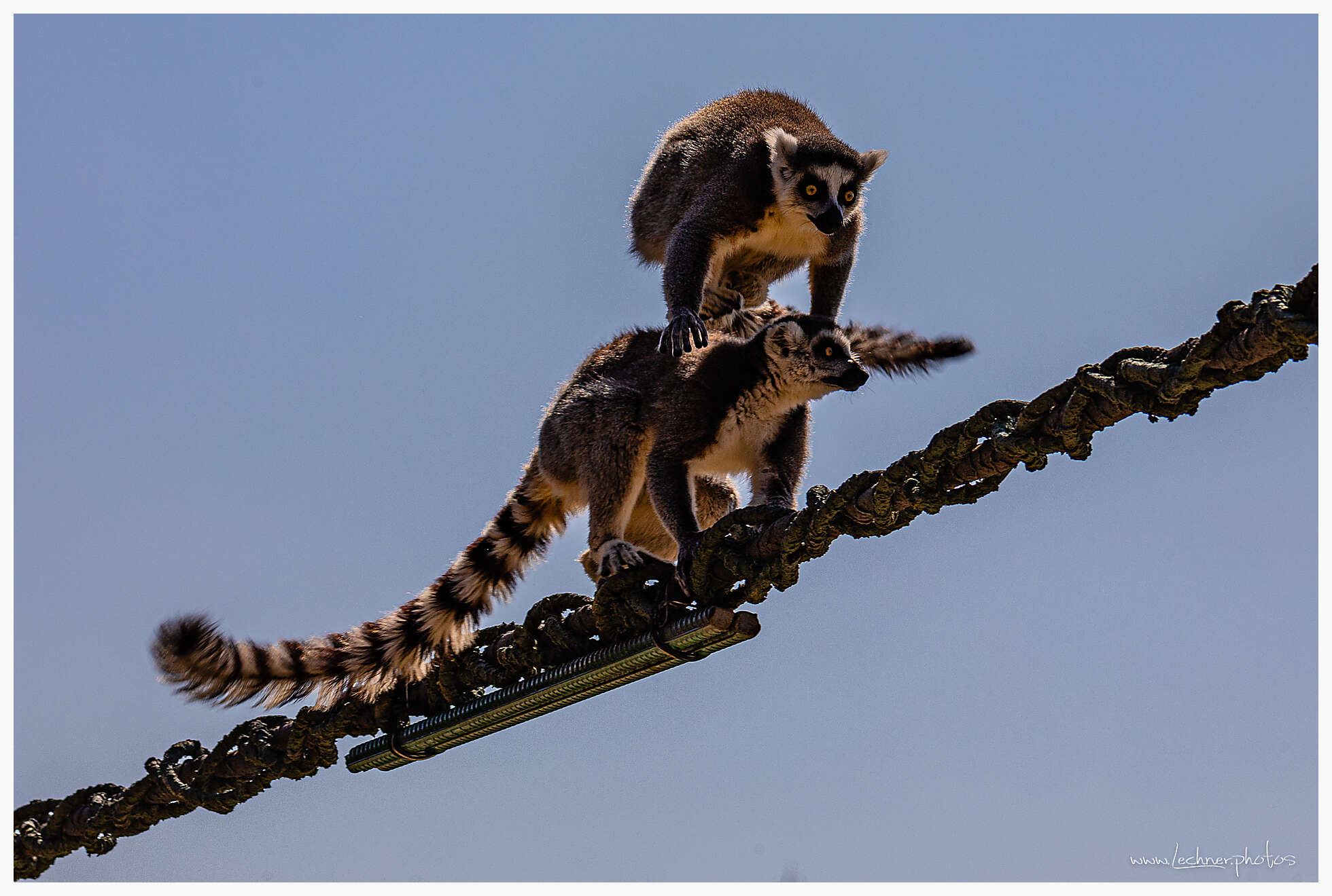 Lemurs  in Shanghai Wild Animal Park