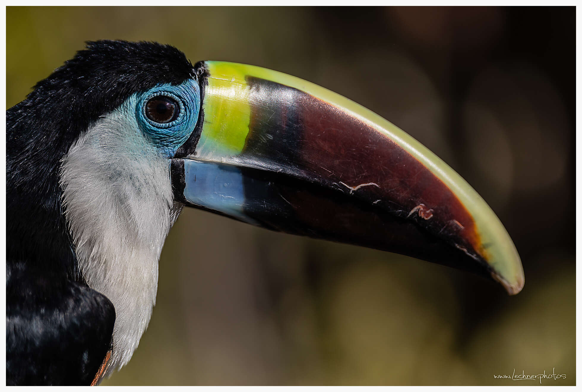 White-throated toucan in Shanghai Wild Animal Park