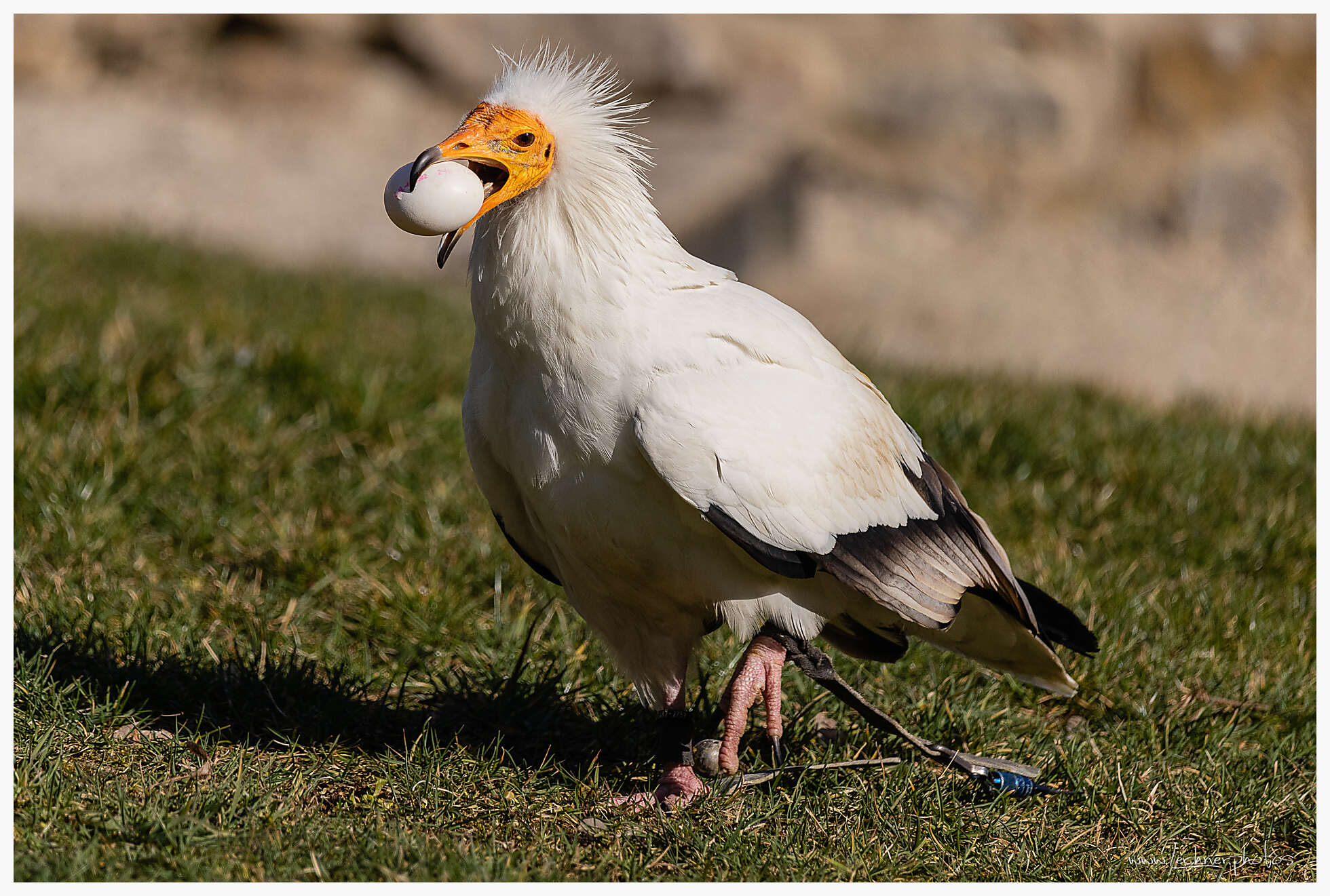 Egyptian vulture looking for a spot to crack open the egg