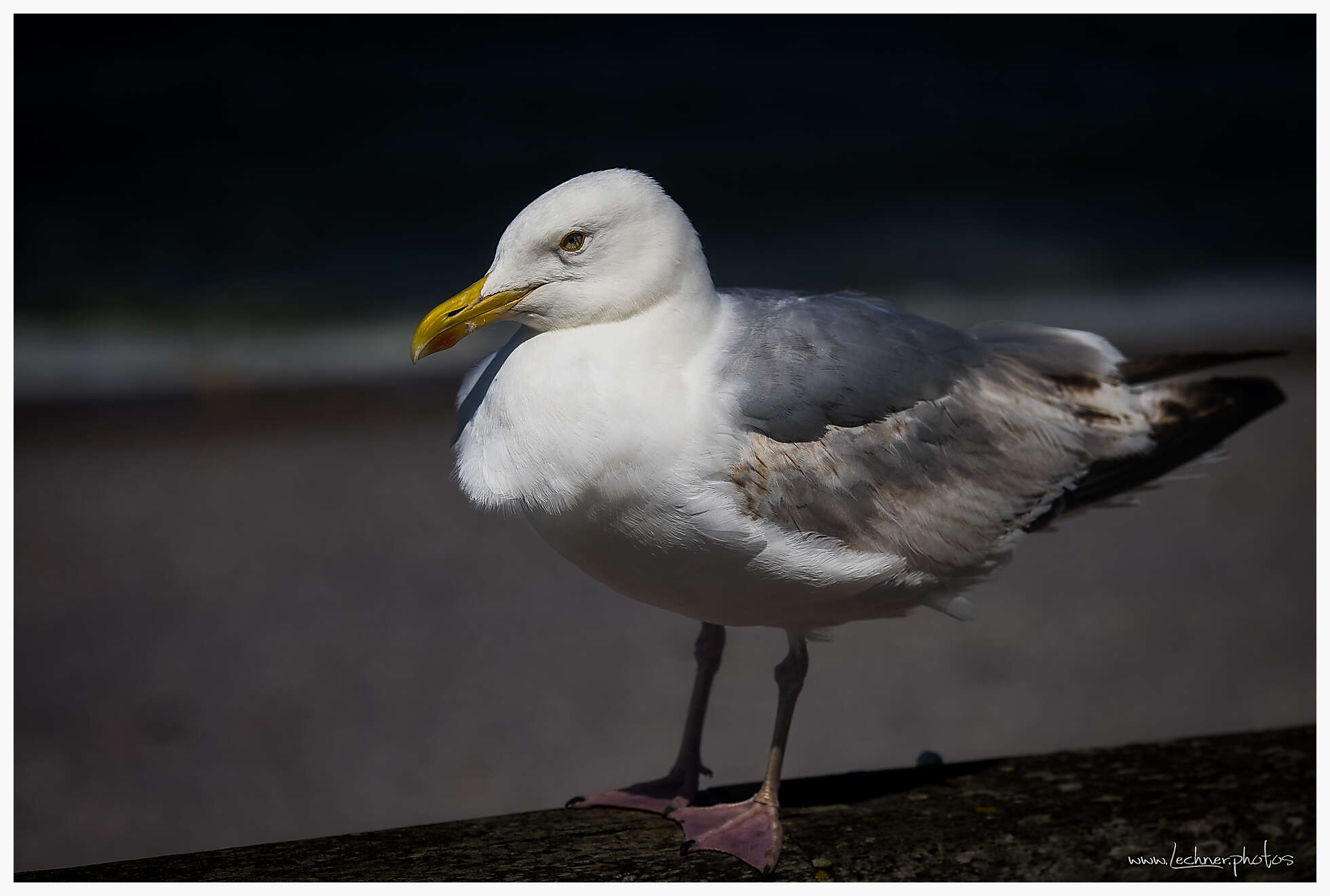 Sea gull in Etretát