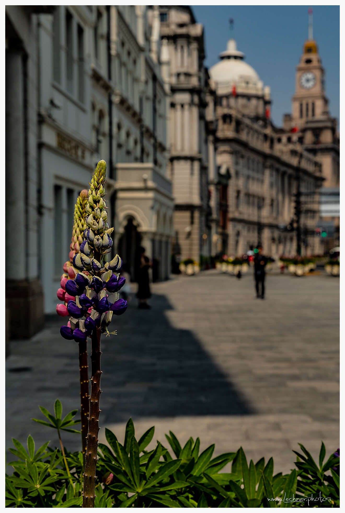 20190405 051446  49A6077