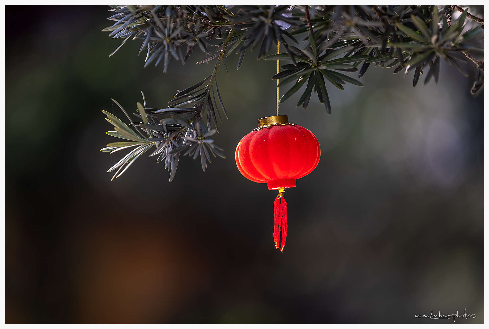 20190407 070644  49A6350