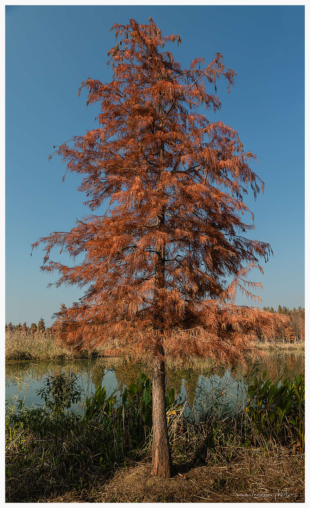 Qingxi Water forest Shanghai