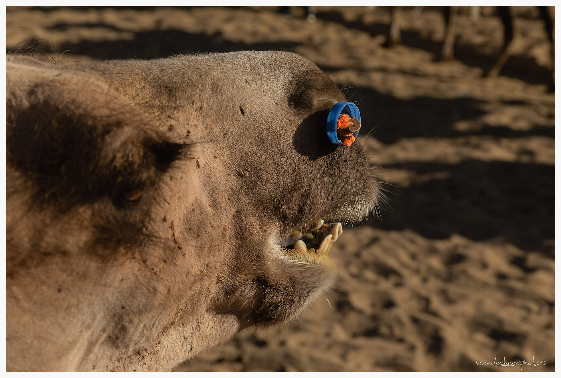 Camels in Dunhuang