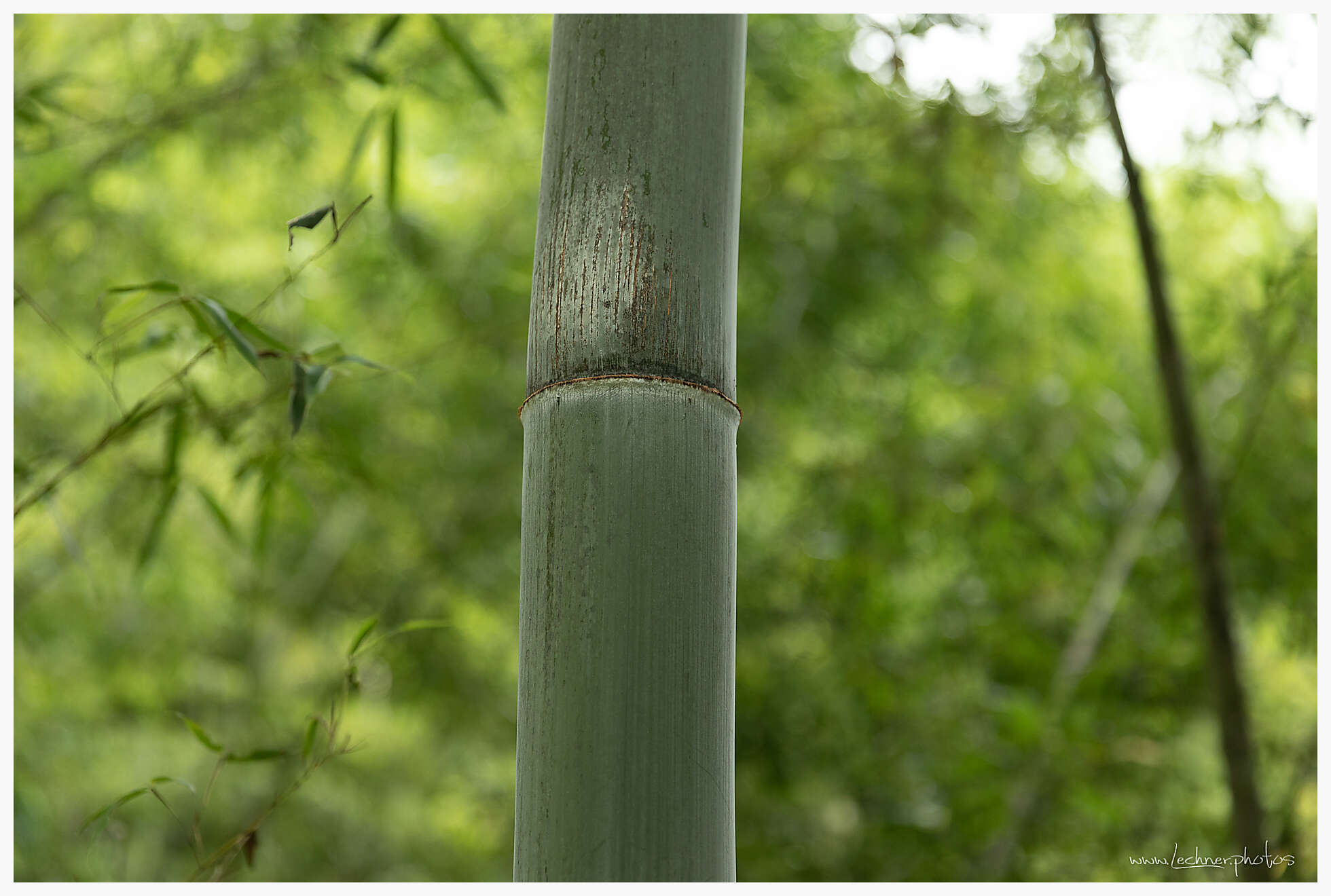 20190804 085201  49A7840