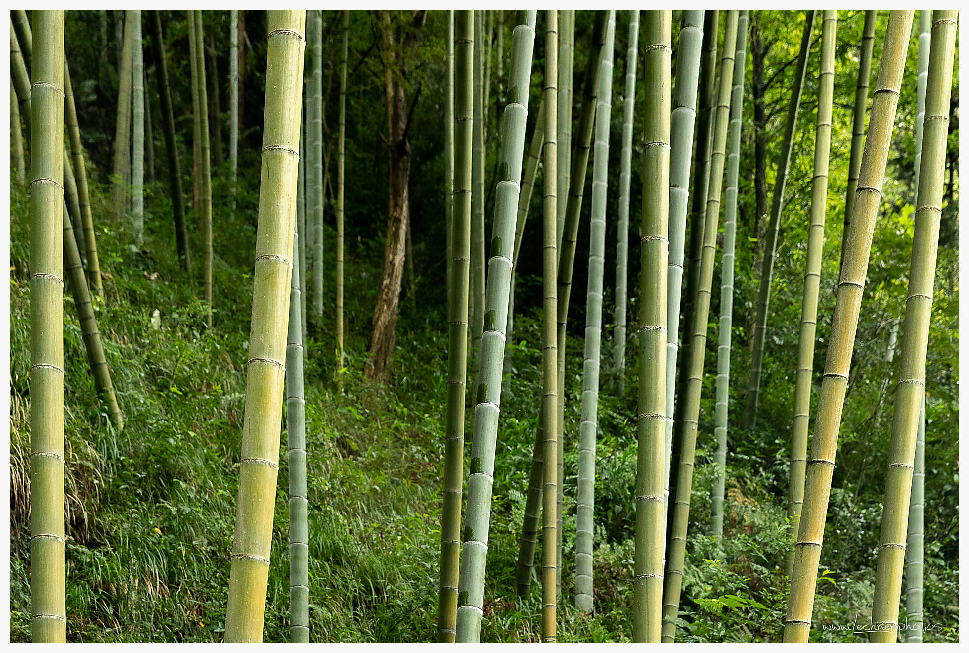 20190804 085533  49A7843